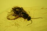 Two Fossil Flies (Diptera) In Baltic Amber #135077-1